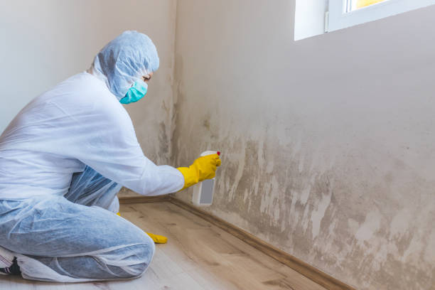 Black mold inspection in Flower Mound