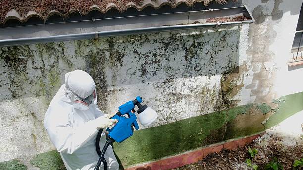 Mold Removal service in Flower Mound